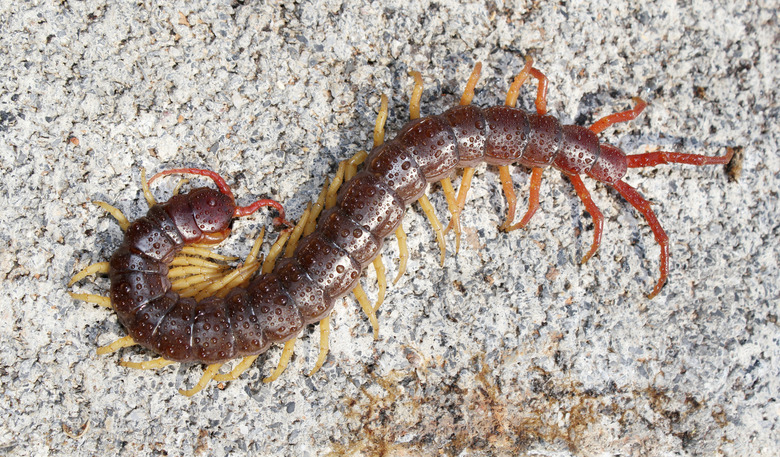 Centipede close up top view.