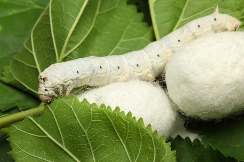 Cocoons with Silk Worm