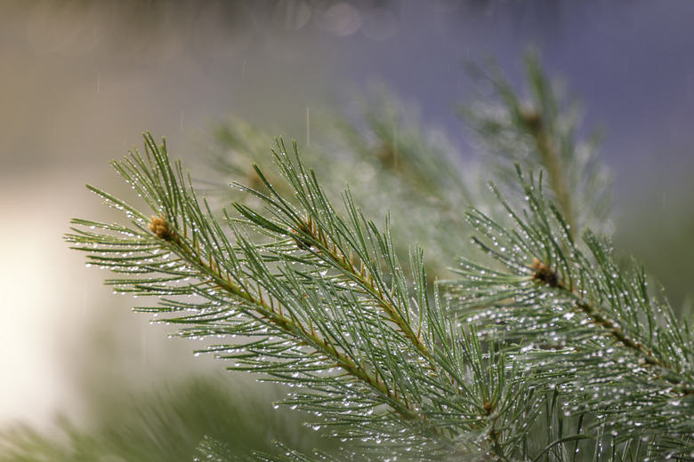 Raining on Pine needles