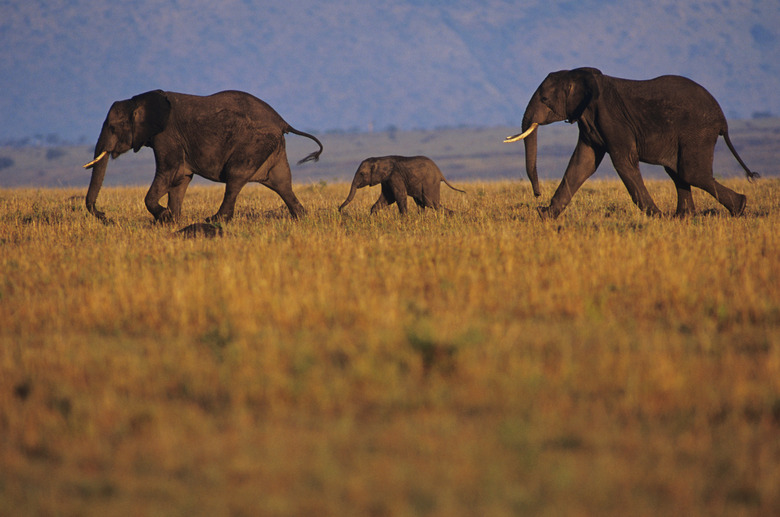 Young African elephant (Loxodonta africana), walking with adults, Kenya