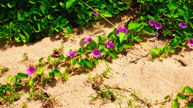 Flowers on a Beach