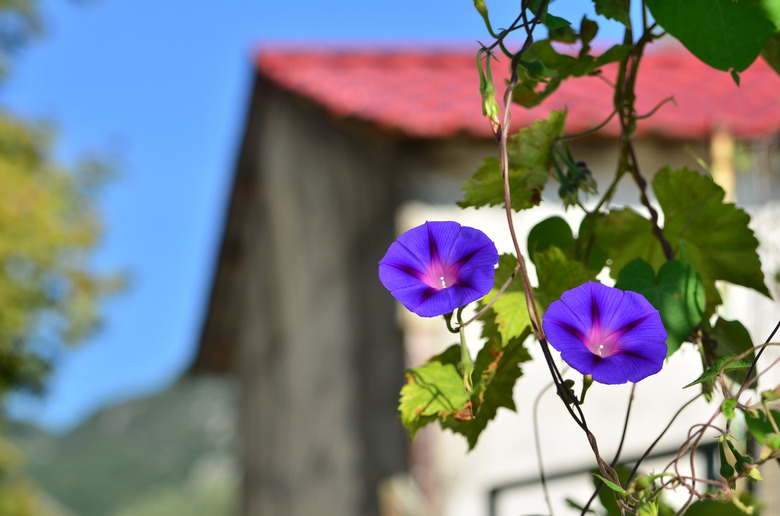 Hanging Morning Glory flowers