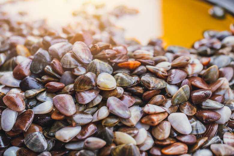 What Happens When You Add Vinegar to Seashells?