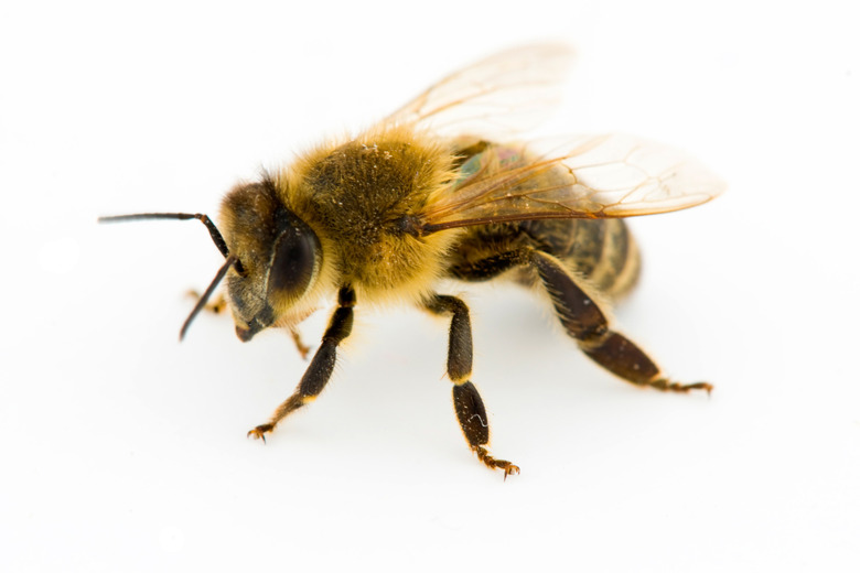 Isolated honeybee