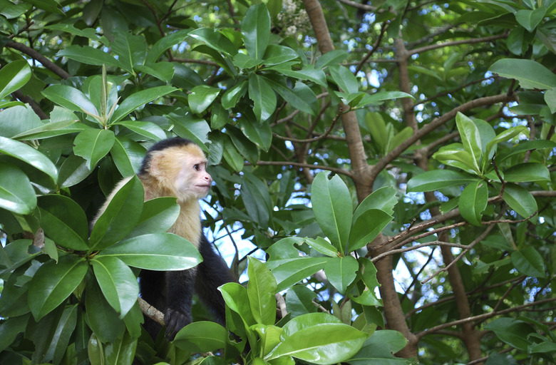 White faced capuchin monkey on a tree