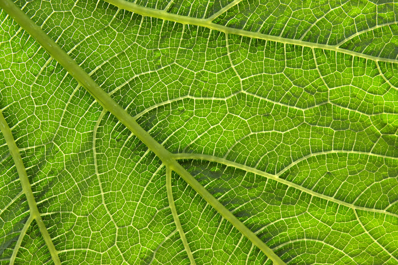 Texture of leaf