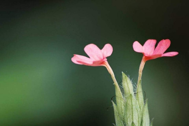 Pink Pair