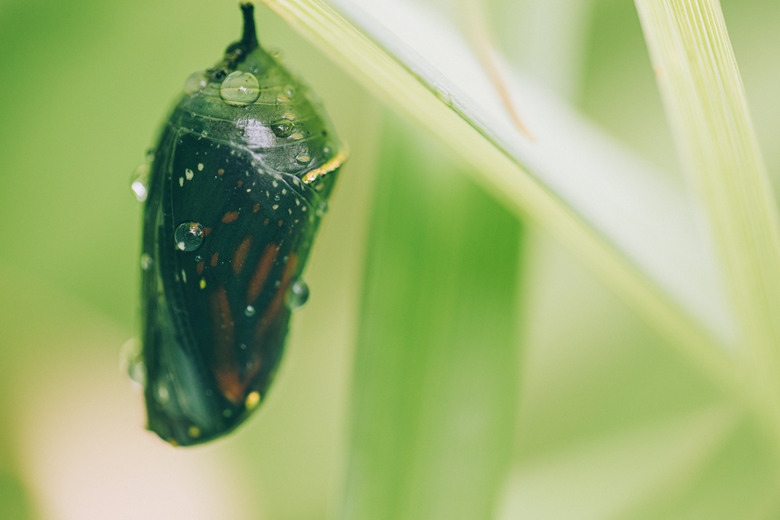 Monarch Butterfly Chrysalis