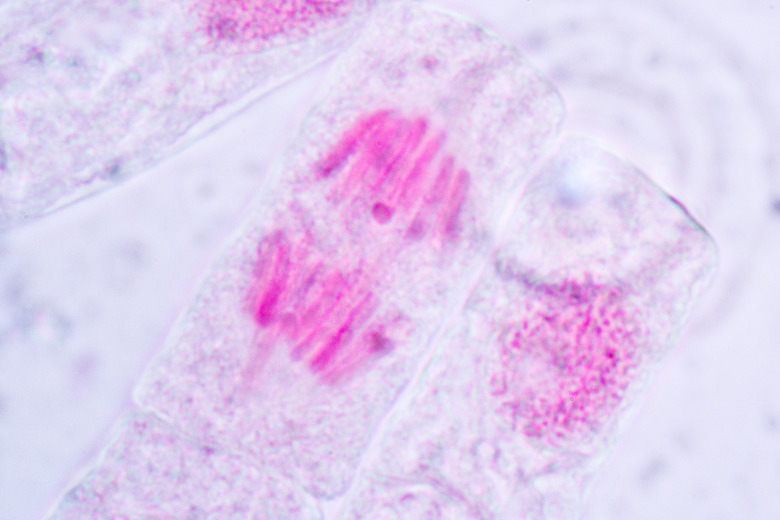 Cell Division and Cell Cycle under the microscope.