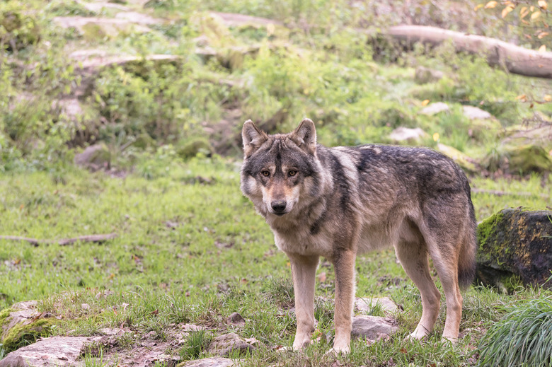 Eurasian wolf