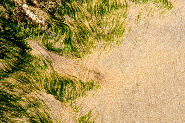 Algae in sand at a beach