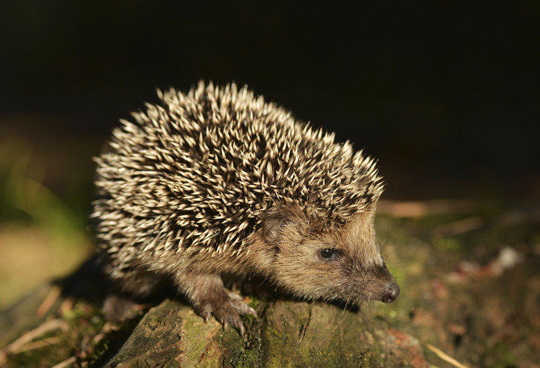 Hedgehog