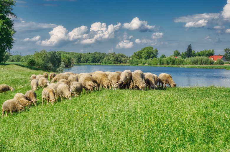 sheep grazing on the grass