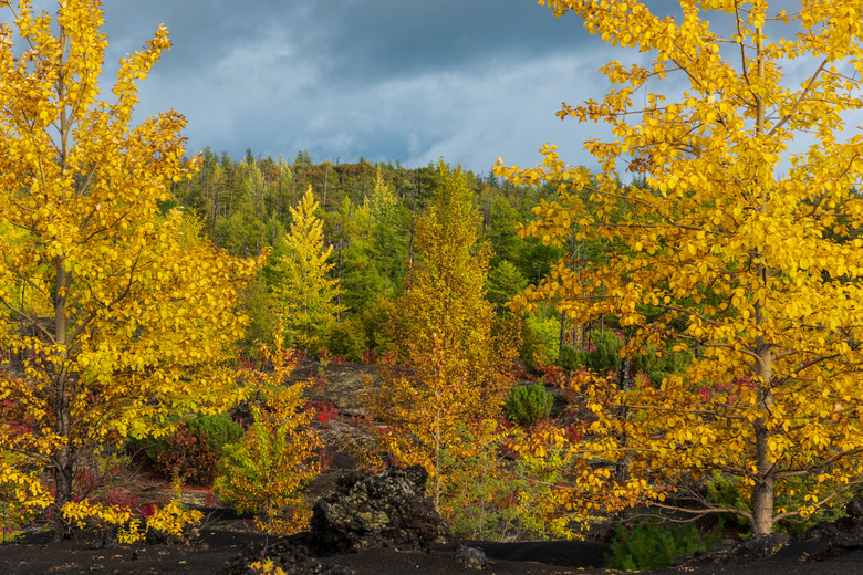 Autumn landscape in Kamchatka, Russia. Yellow and green trees against the background of mountains covered with clouds.