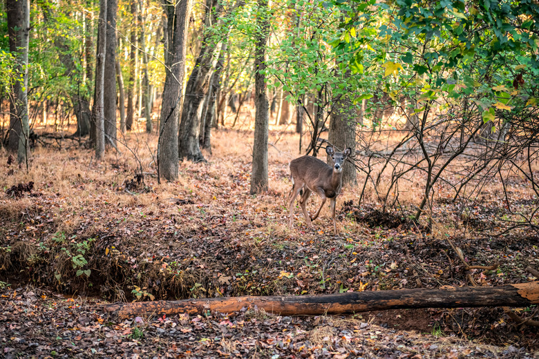 Woodlands Deer