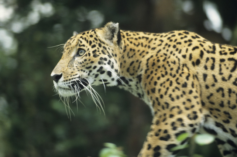 Jaguar from Central rainforest