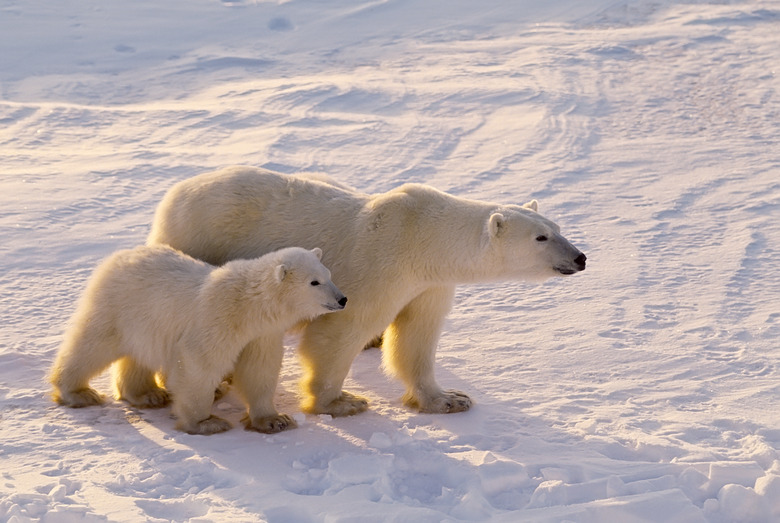 Polar bear with her cub