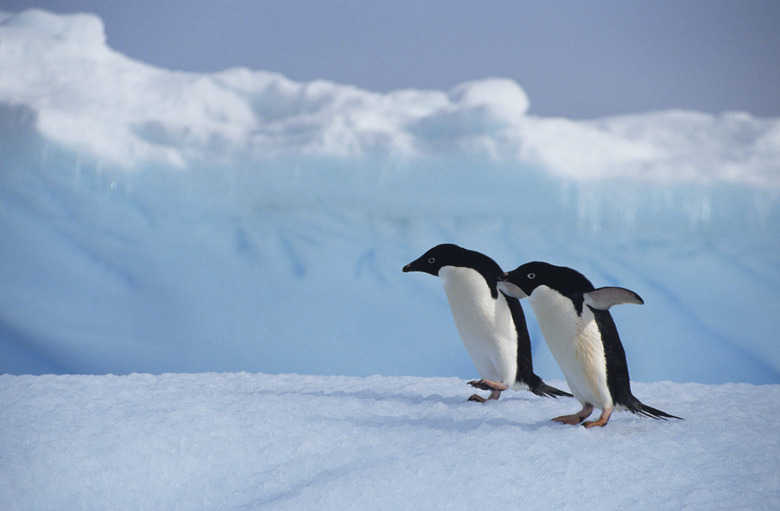 Adelie penguin (Pygoscelis adeliae)