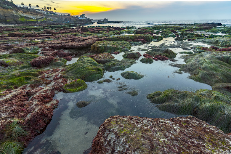 Surfgrass exposed at low tide