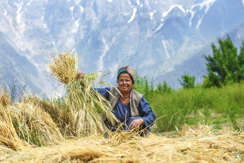 Woman drying wheat