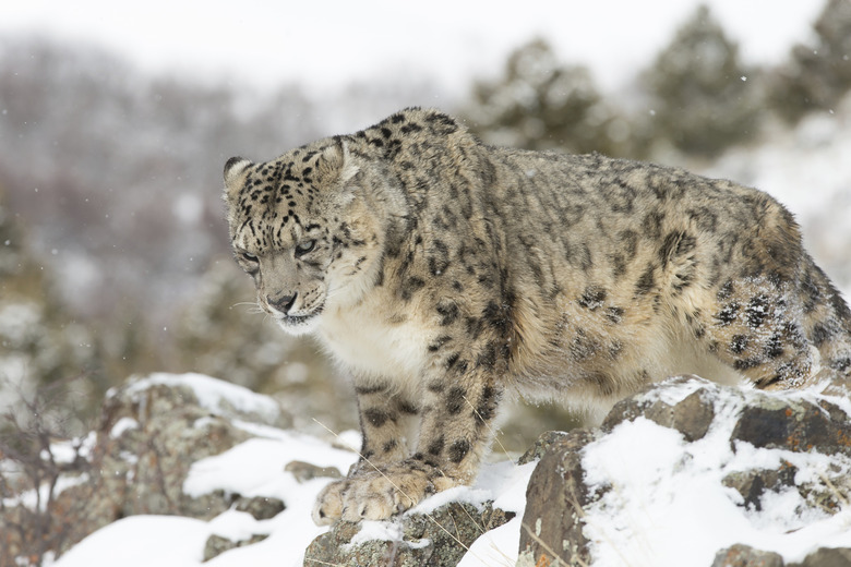 Rare Elusive Snow Leopard in winter scene