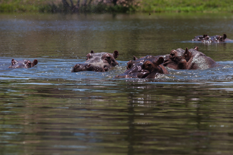 Hippopotamus: Narco Legacy In Colombia