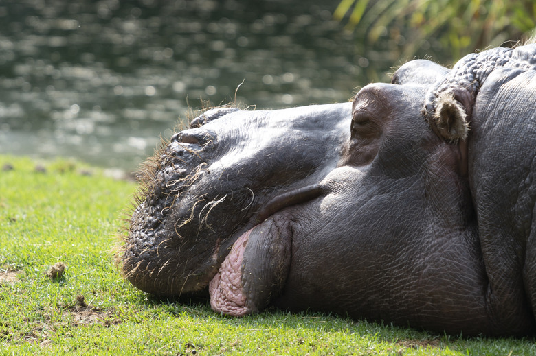 Side view portrait of a resting hippopotamus. Portrait of a cute Hippo on green grass. close-up.