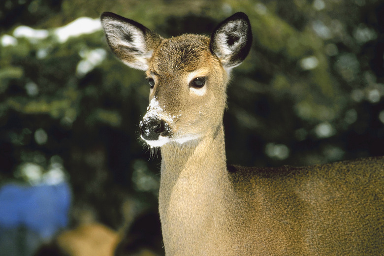 Deer in winter