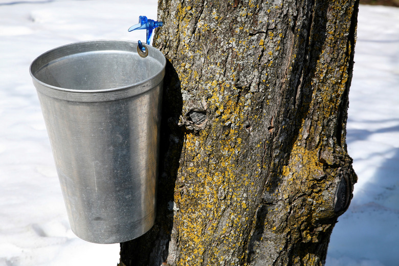 Sugar maple pail on tree