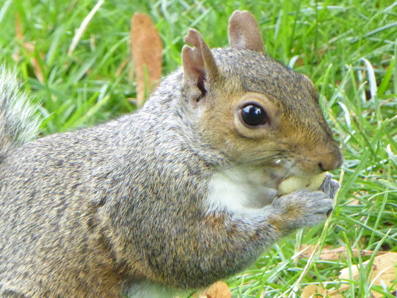 Chipmunk