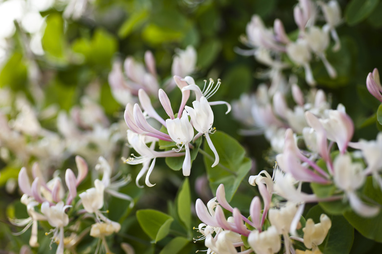 Honeysuckle