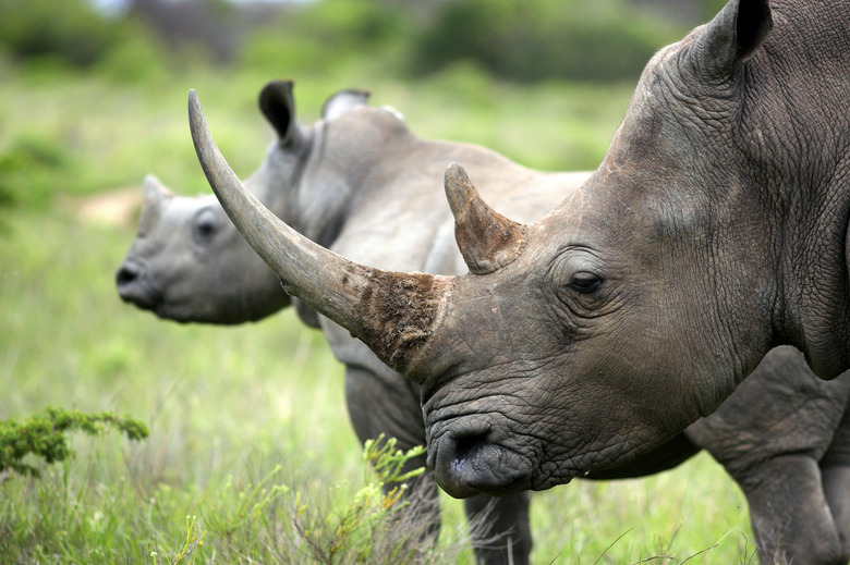 Female white rhino / rhinoceros and her calf / baby