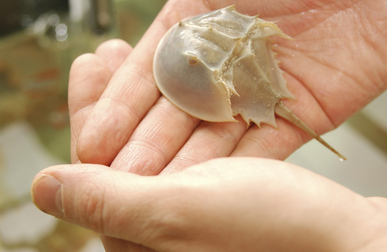 Hands holding horseshoe crab