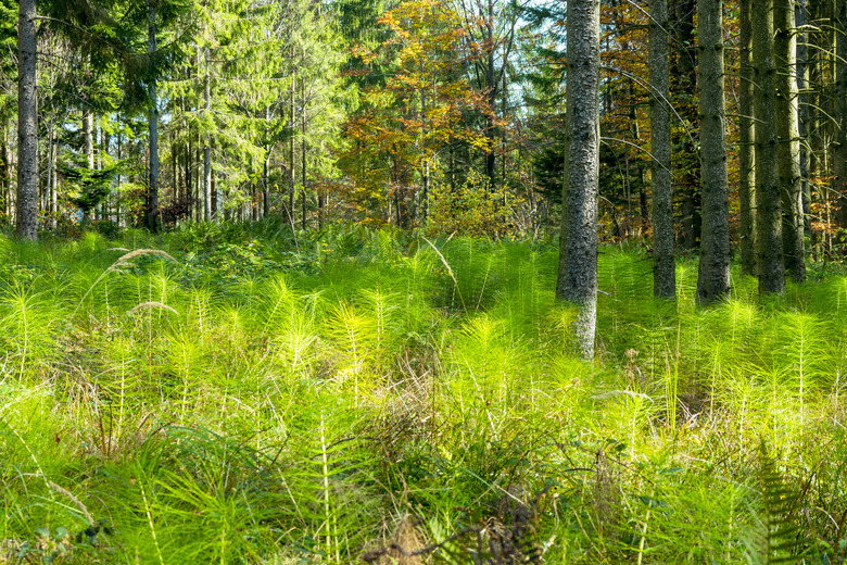 Equisetum telmateia or great horsetail overgrowing a glade in the dense forest of the Salzkammergut region in the Austrian alps