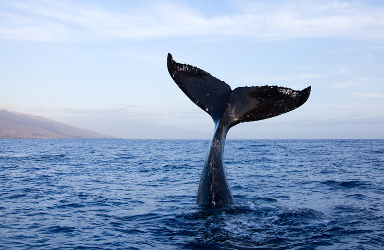 Humpback-whale-tail