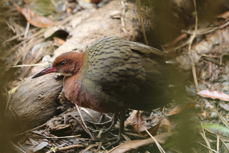 White-throated rail, Dryolimnas cuvieri, peering through the vegetation