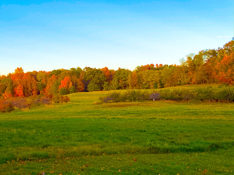 wide, open field in the fall with green grass and bright colorful foliage on the trees at the top of the hill