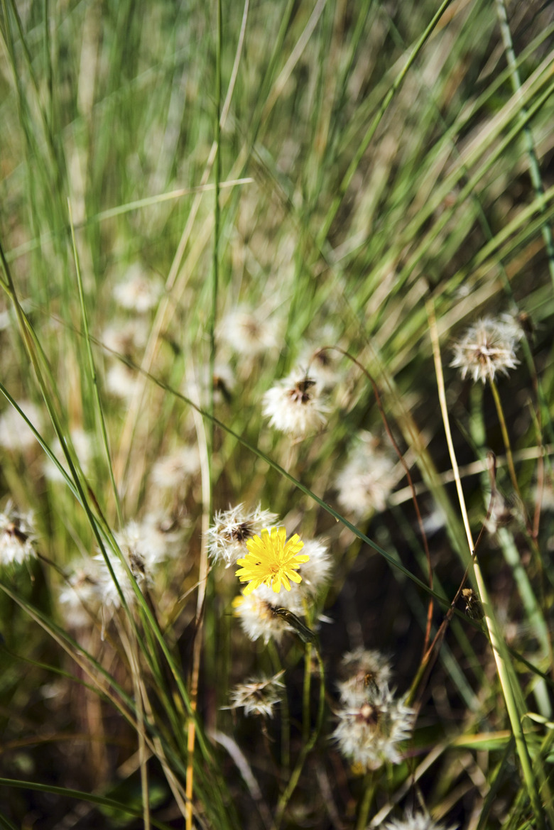 Dandelions