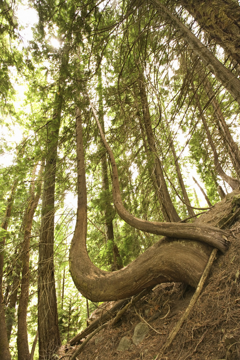 Curved tree trunks