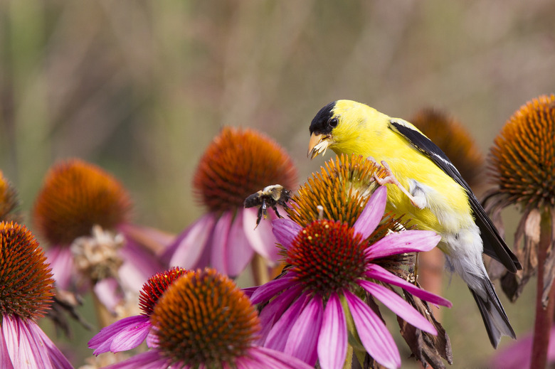 American goldfinch perched on pink flowers eating seeds.