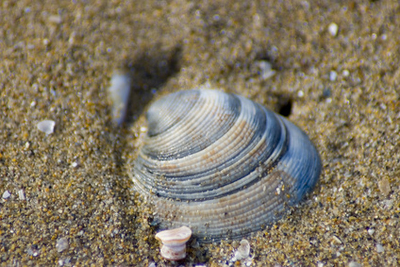 How Do Clams Produce Their Shells?