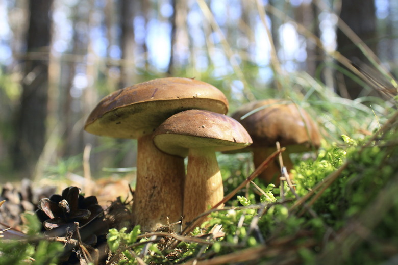 beautiful mushrooms in the forest