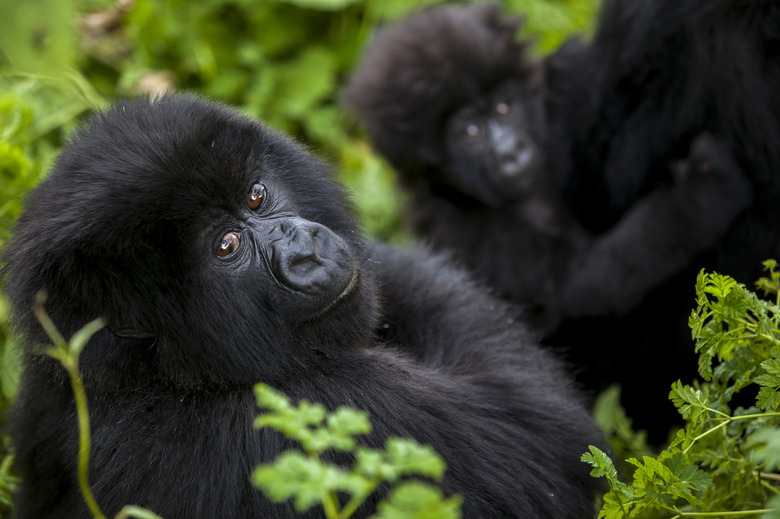 Mountain gorillas in the jungle of Rwandas Virunga Mountains.