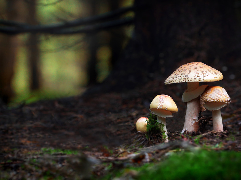 Close-up of mushrooms growing on field