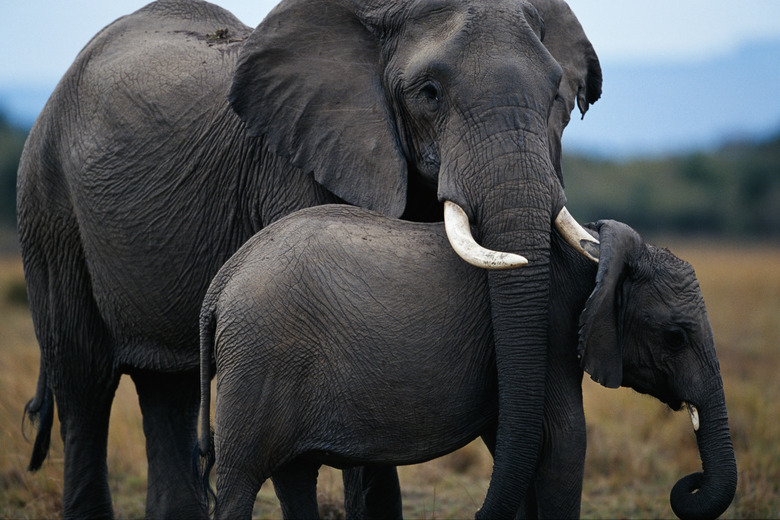 African elephant (Loxodonta africana) and calf, Masai Mara N.R, Kenya