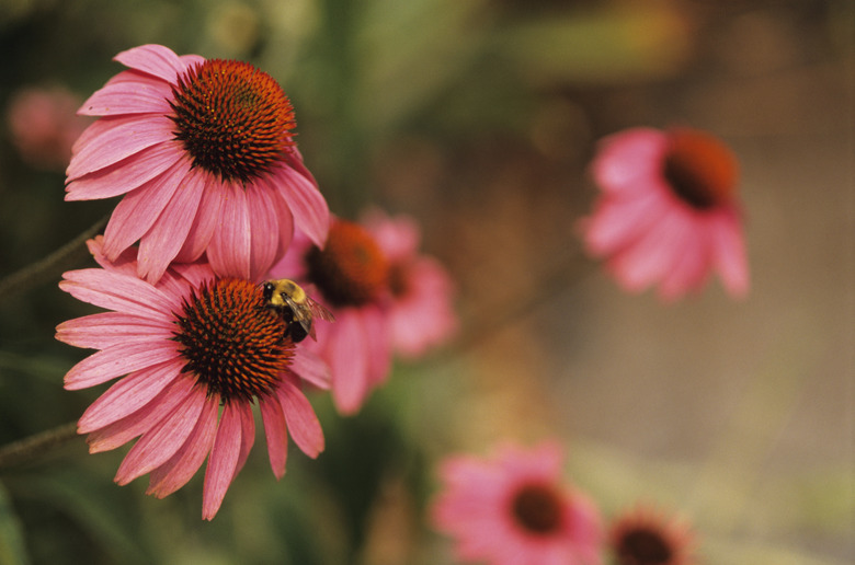 Purple coneflower (Magus Echinacea Purpurea) and Bee, close-up