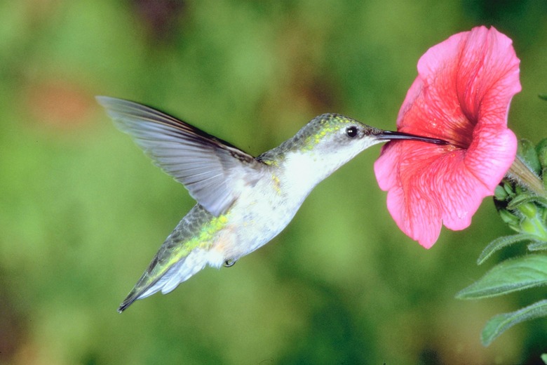 Hummingbird