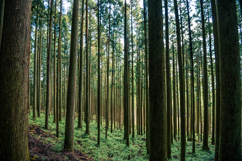 Cedar forest and Ferns community