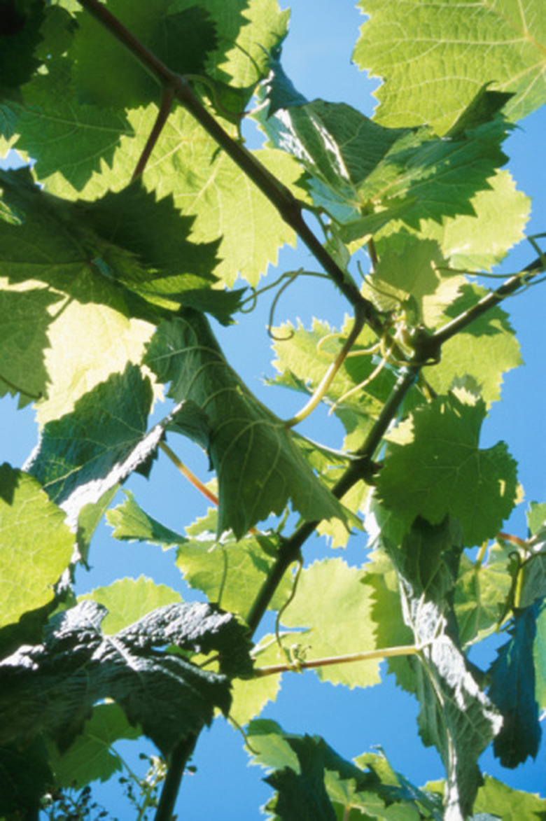 Plant trellising in order for its leaves to get adequate sunlight for photosynthesis process