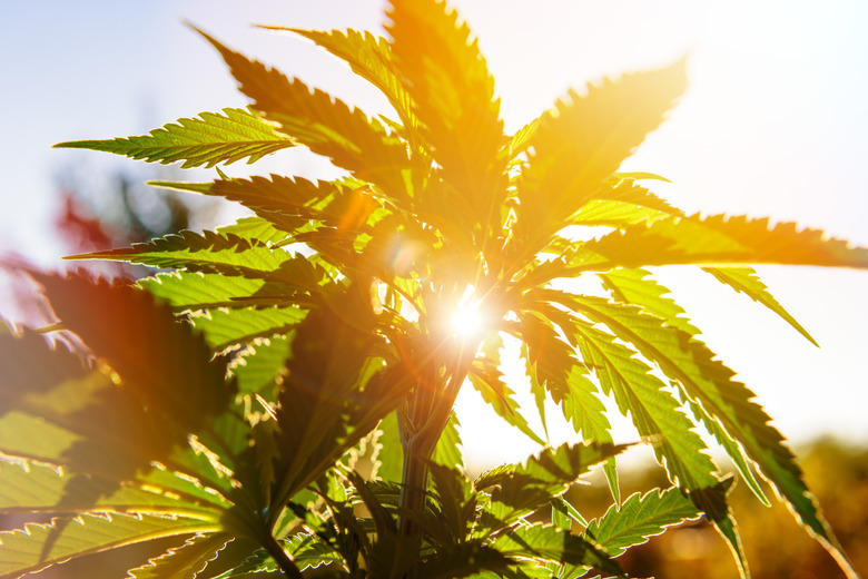 Cannabis plant in golden summer light, marijuana background